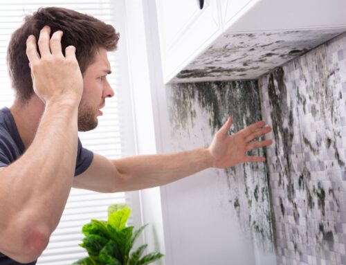 The Hidden Dangers of Mold: When to Call a Mold Remediation Specialist