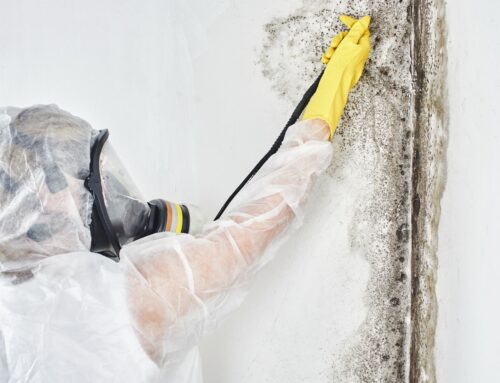 Mold Removal Process Explained: From Inspection To Prevention