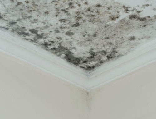Black Mold vs. Regular Mold: What’s the Difference & Does It Matter?
