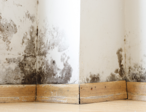 What to Do If You Find Mold During a Summer Home Renovation in Northern Nevada